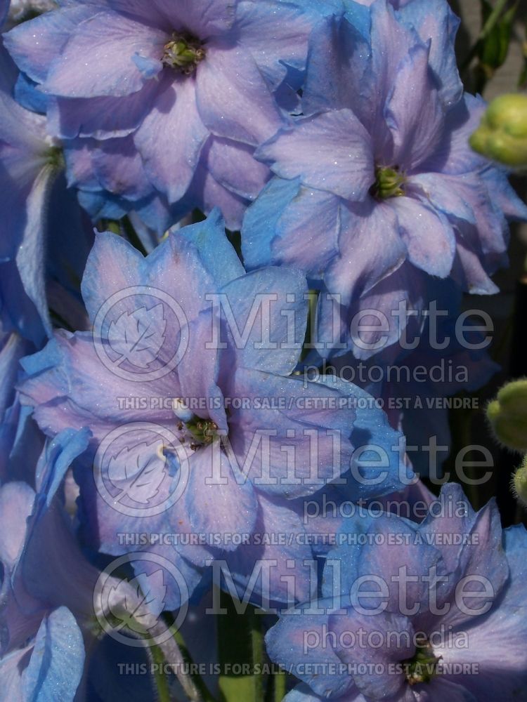 Delphinium New Millennium Blue Lace (Larkspur) 3 