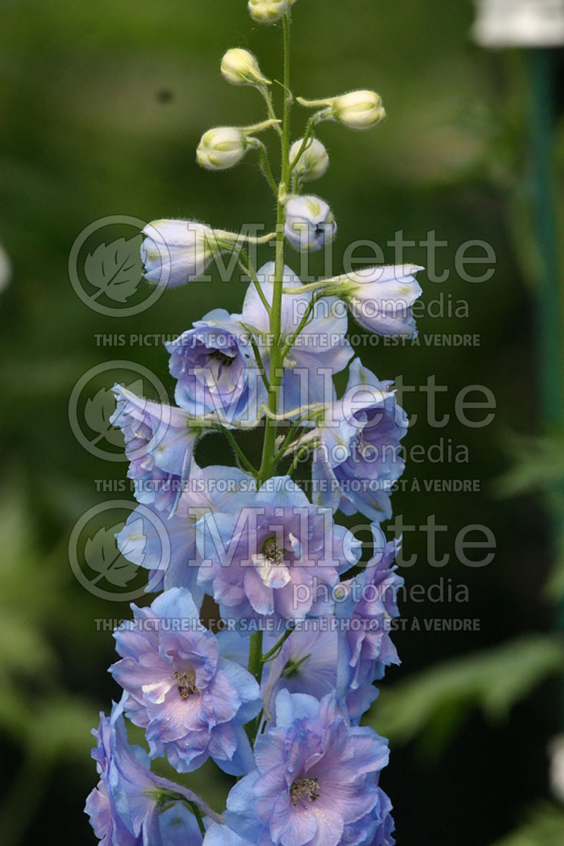 Delphinium New Millennium Blue Lace (Larkspur) 1