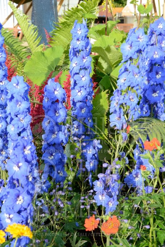 Delphinium Blue Nile (Larkspur) 2 