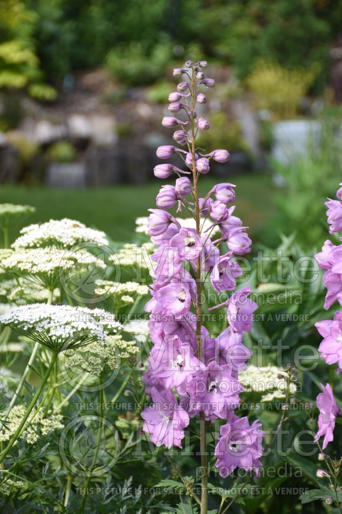 Delphinium Million Dollar Blush (Larkspur) 1 