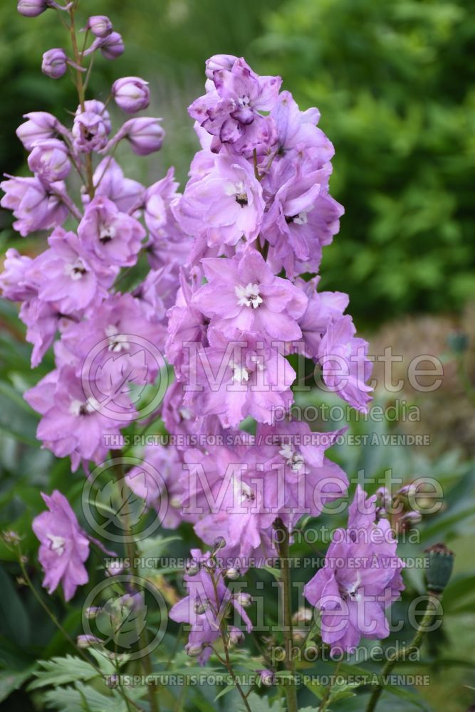 Delphinium Million Dollar Blush (Larkspur) 3 