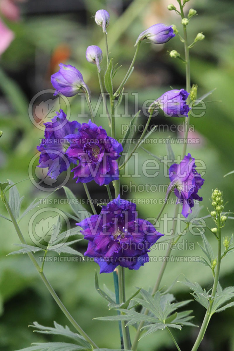 Delphinium New Millennium Pagan Purple (Larkspur) 1