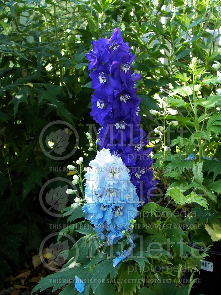 Delphinium Purple Passion (Larkspur) 1 