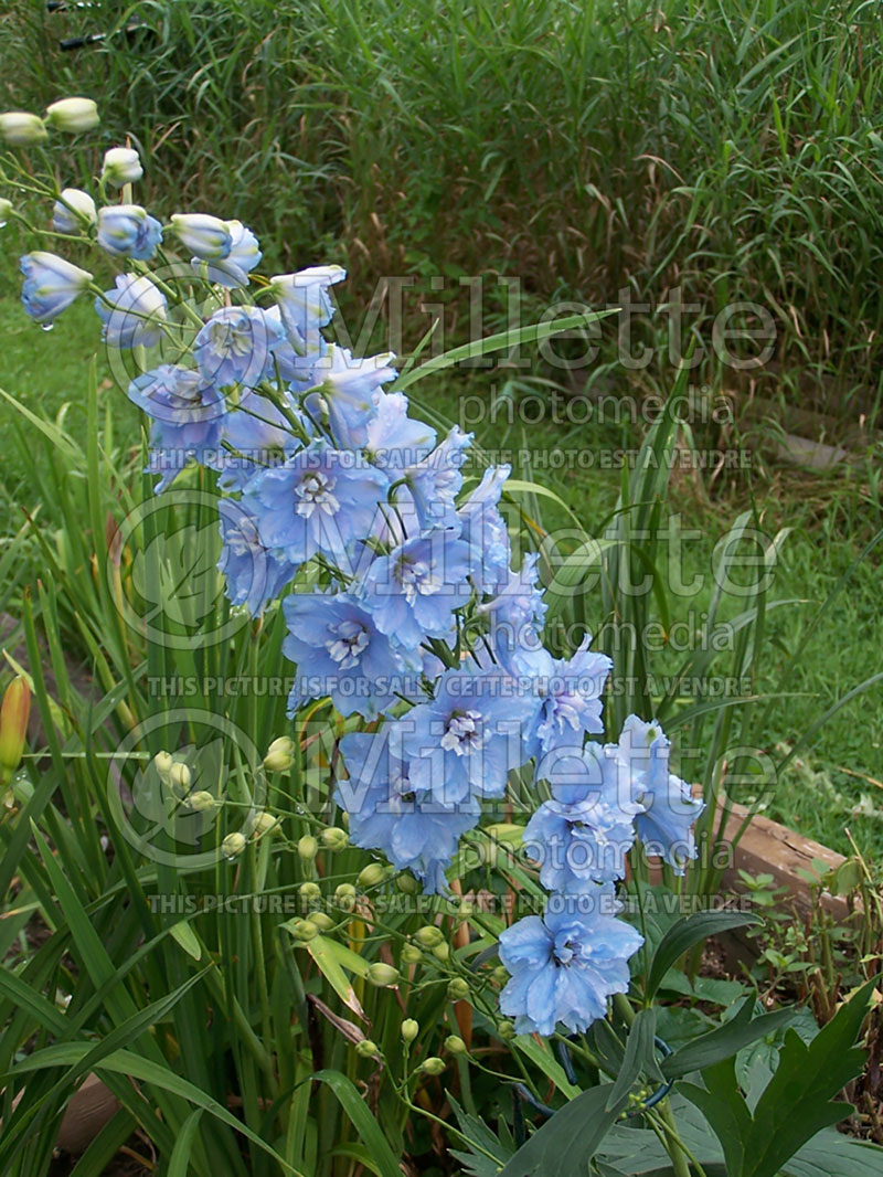 Delphinium Sunny Skies (Larkspur) 2 