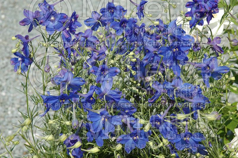 Delphinium Blue Butterfly (Larkspur)  1