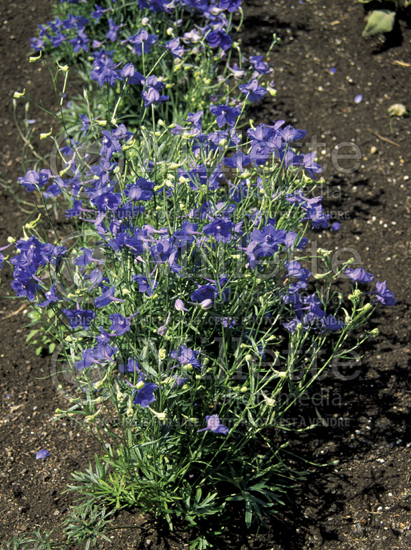 Delphinium Blue Pigmy (Larkspur) 1 