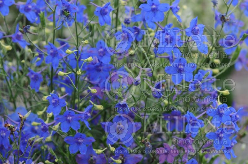 Delphinium Blue Pygmy (Larkspur) 2 