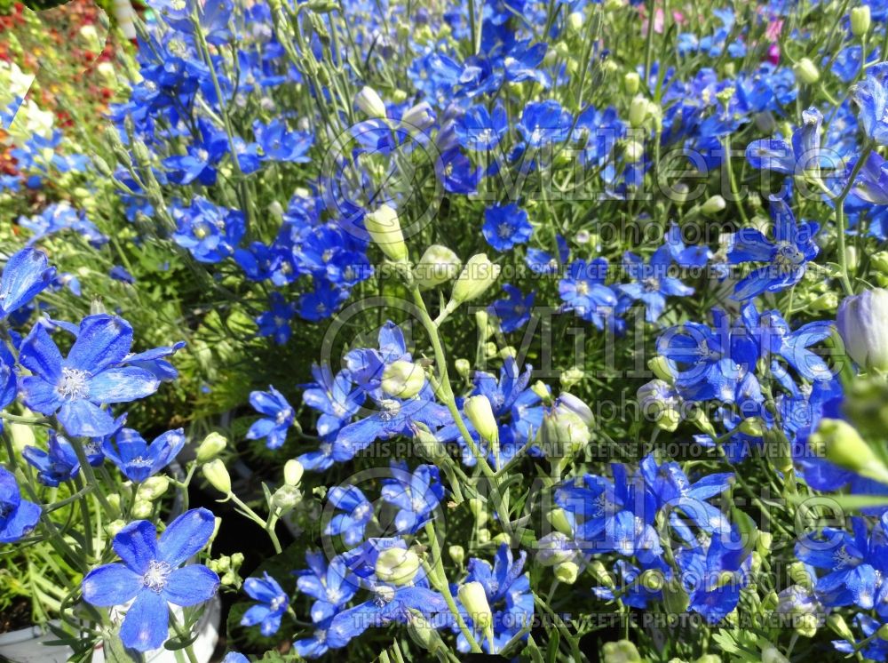 Delphinium Delfix Blue (Larkspur) 1 