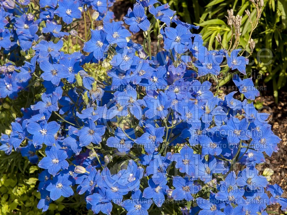 Delphinium Blue Butterfly (Larkspur) 5 