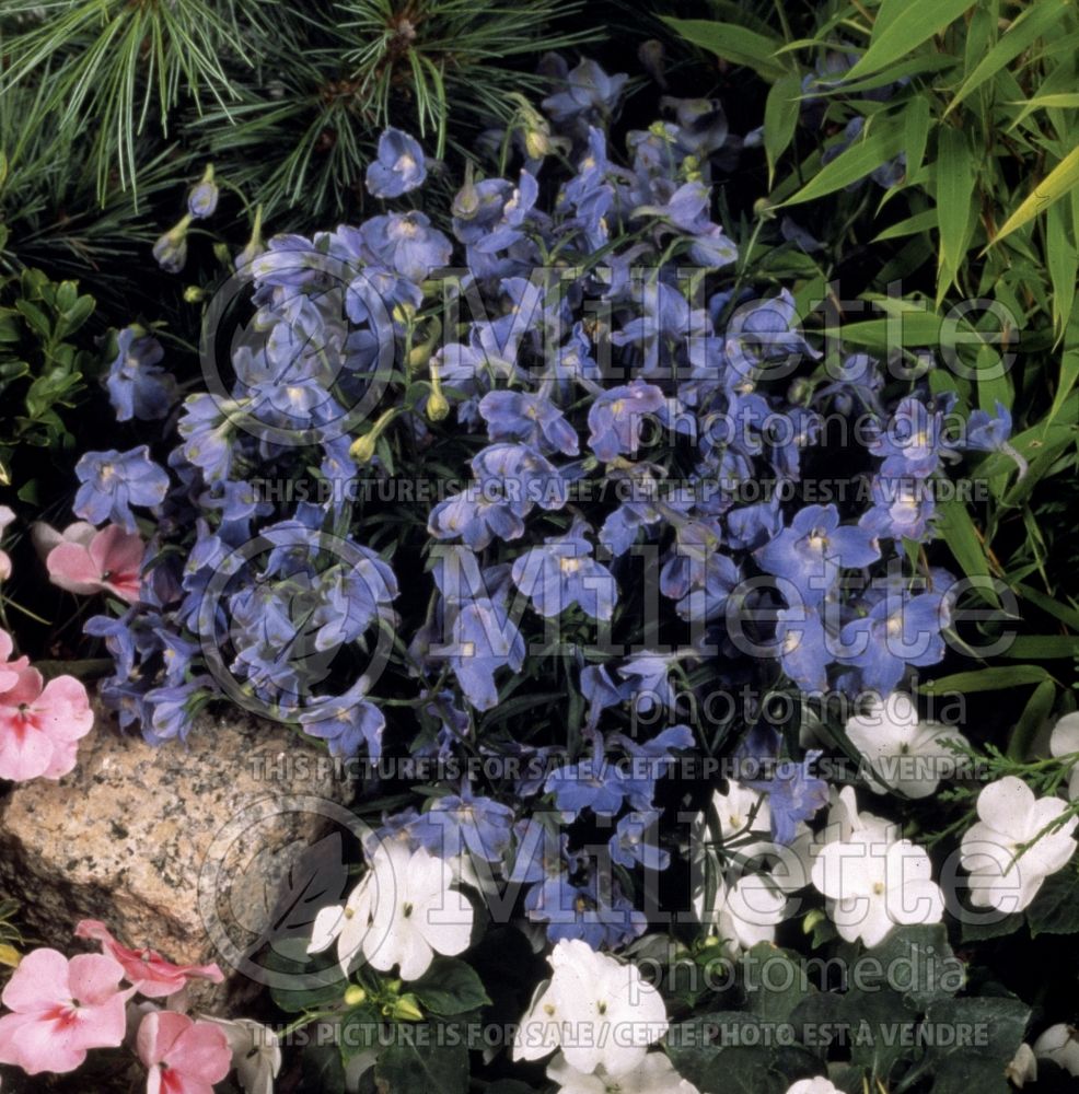 Delphinium Summer Blues (Larkspur) 1 