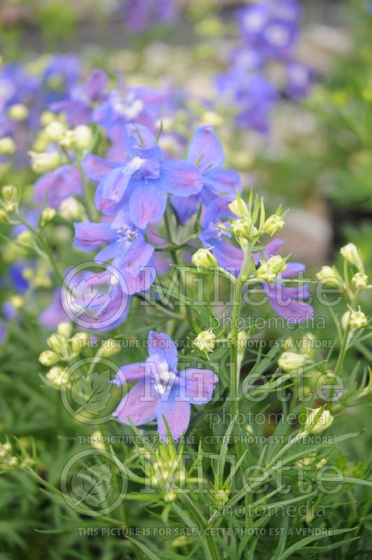 Delphinium Summer Cloud (Larkspur) 2 