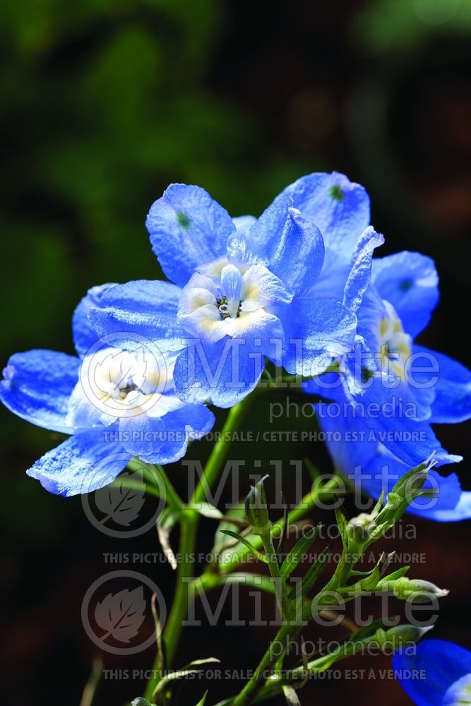 Delphinium Summer Cloud (Larkspur) 3 