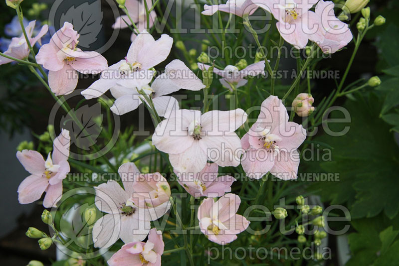 Delphinium Summer Morning (Larkspur) 1 