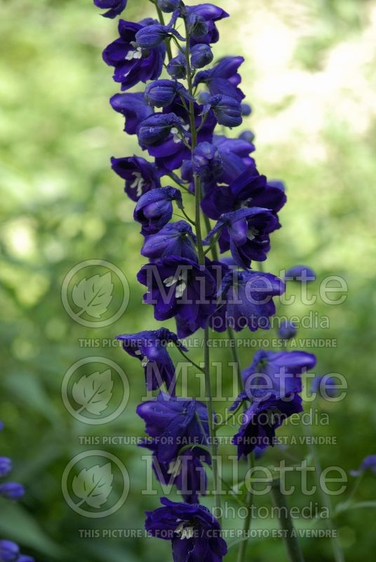 Delphinium Pacific Giant King Arthur (Delphinium Larkspur) 1 