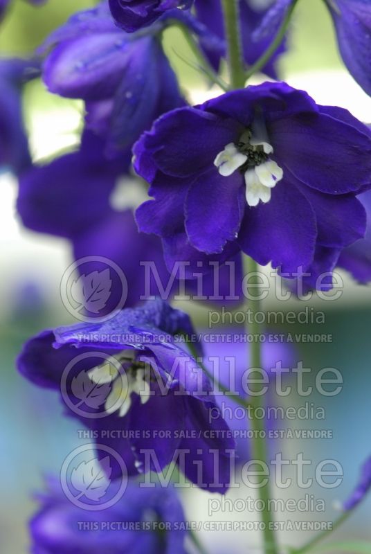 Delphinium Pacific Giant King Arthur (Delphinium Larkspur) 2 