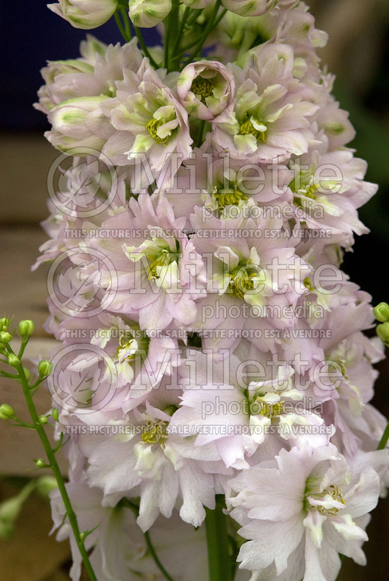 Delphinium Magic Fountains Cherry Blossom (Larkspur) 1 