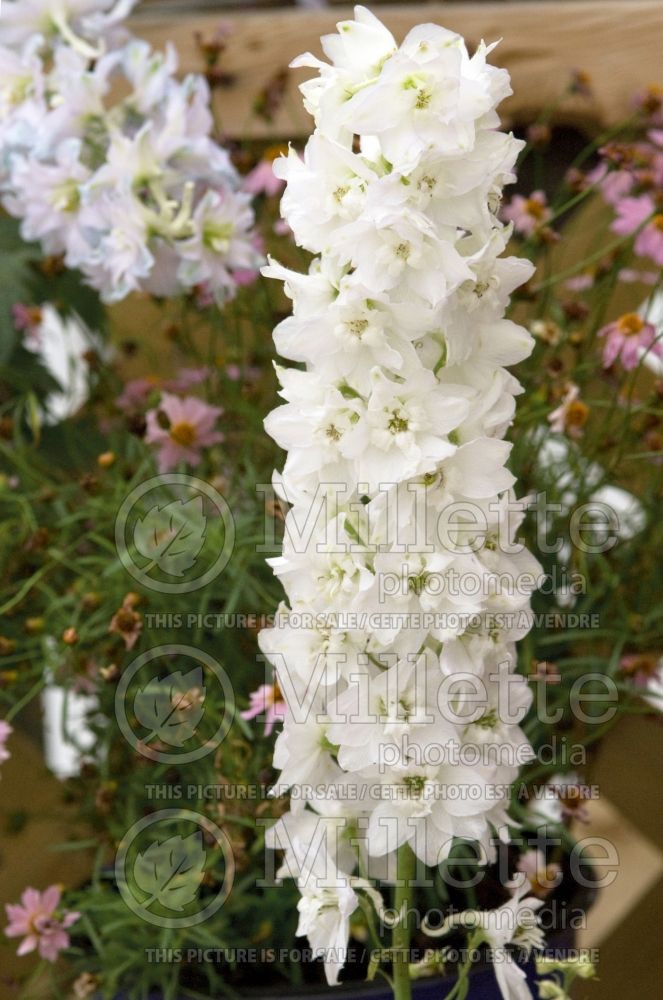 Delphinium Magic Fountain White (Larkspur) 1