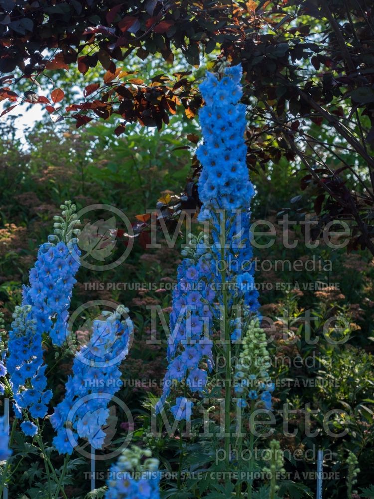 Delphinium New Millennium Blue Lace (Larkspur) 5 