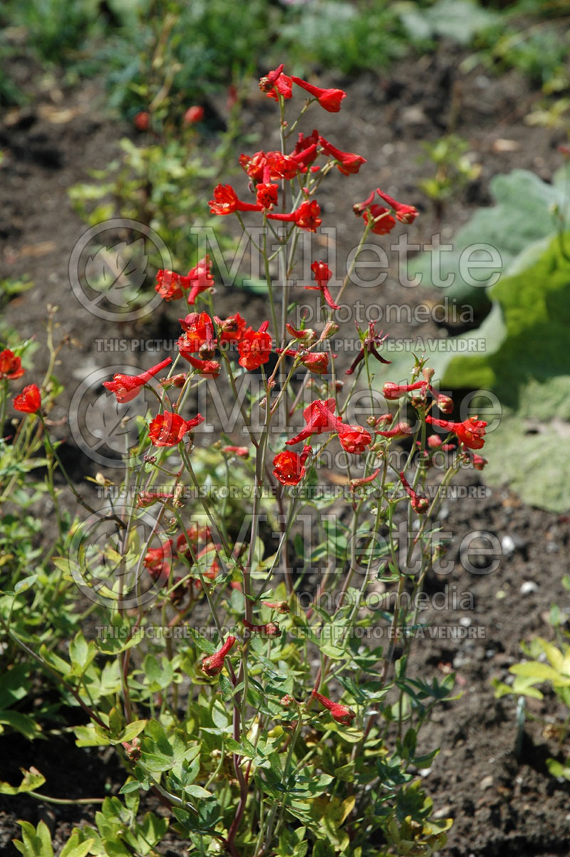 Delphinium Laurin (Larkspur) 1