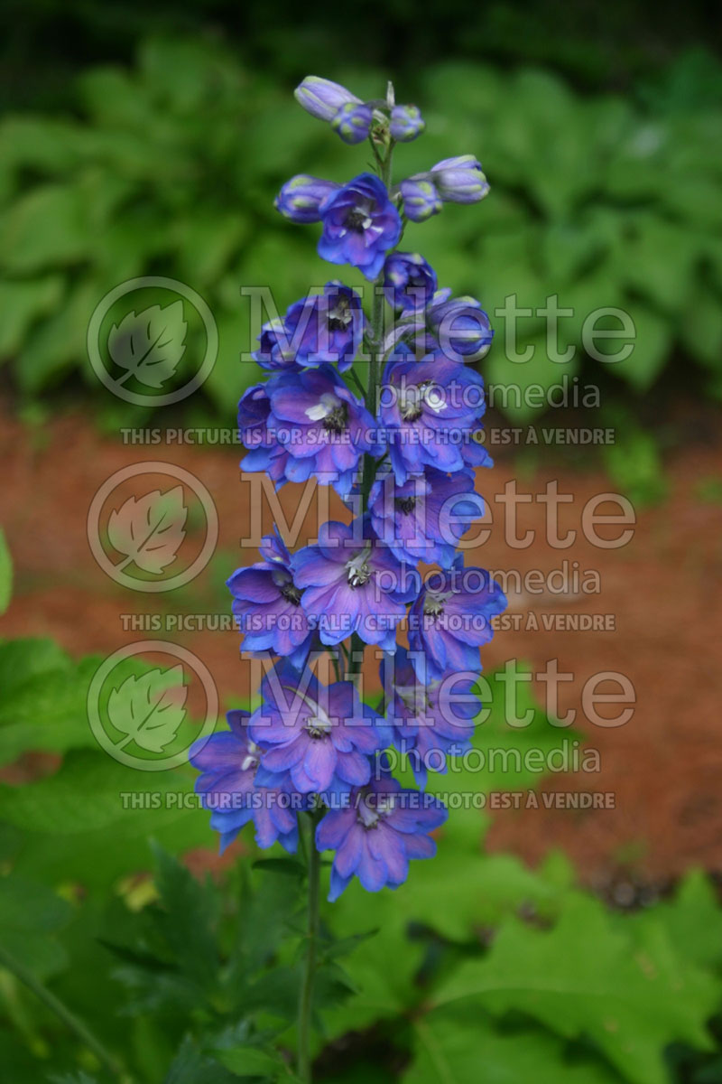 Delphinium Pacific Giant Blue Bird aka Bluebird (Larkspur) 2 