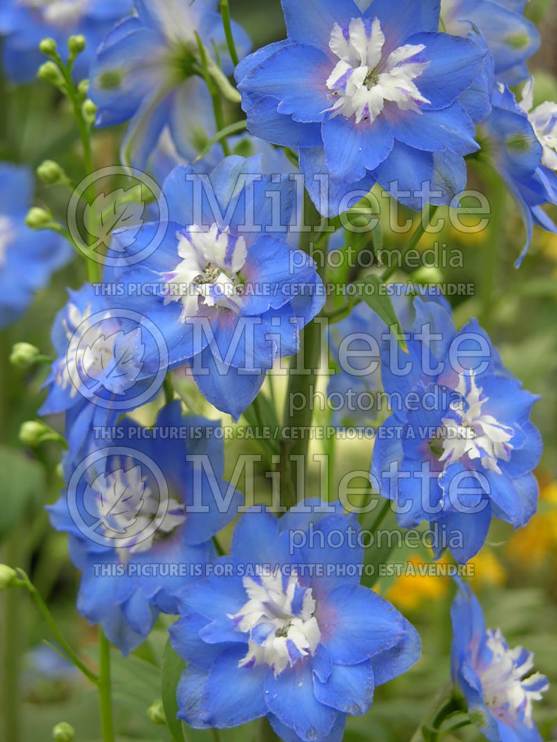 Delphinium Pacific Giant Blue Bird aka Bluebird (Larkspur) 1 