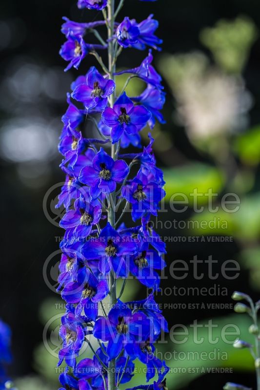 Delphinium Pacific Giant King Arthur (Delphinium Larkspur) 4 