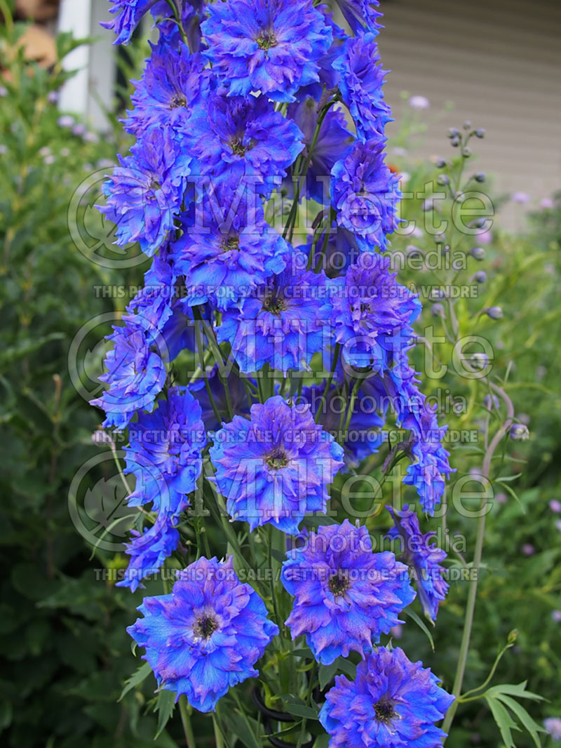 Delphinium New Millennium Pagan Purple (Larkspur) 3 