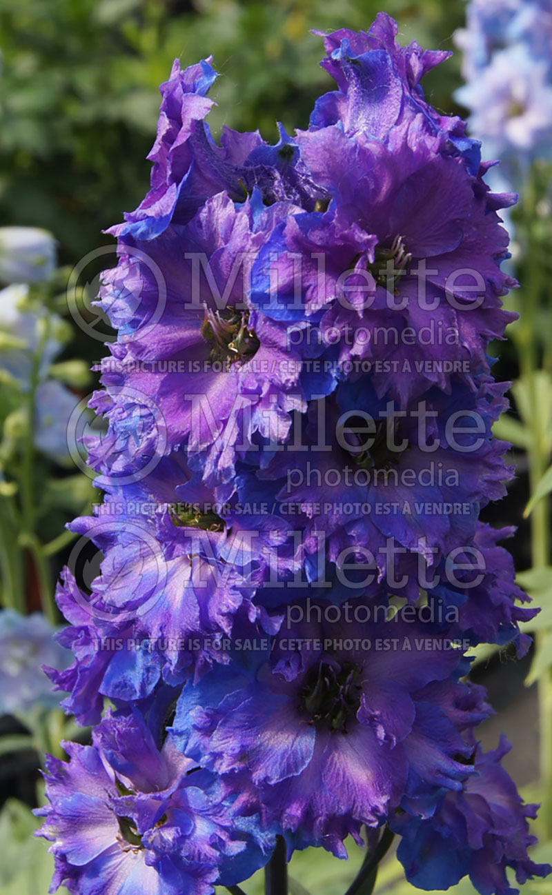 Delphinium New Millennium Pagan Purple (Larkspur) 2