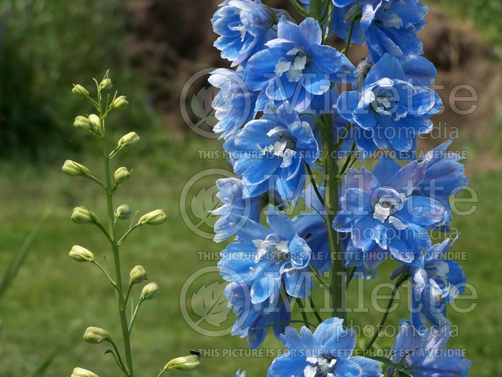 Delphinium Summer Skies (Delphinium Larkspur) 1 