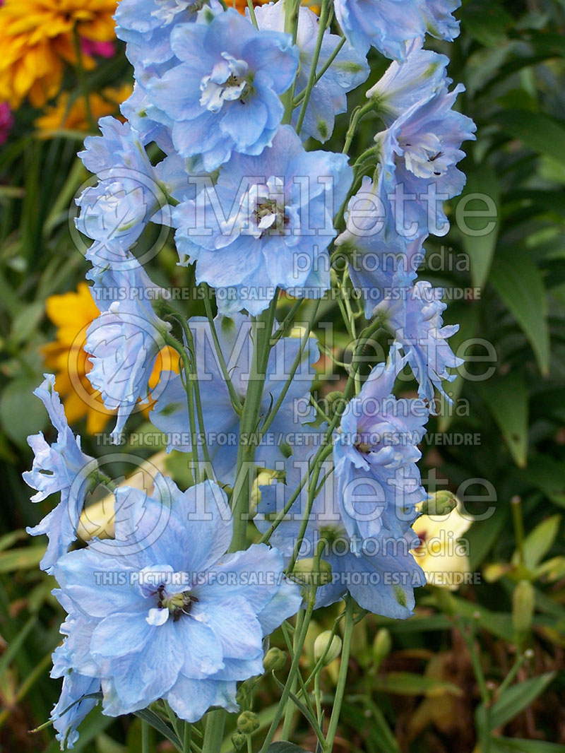 Delphinium Sunny Skies (Larkspur) 1 