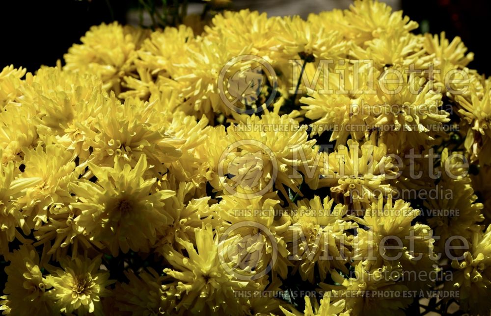Dendranthema aka Chrysanthemum Brilliant Igloo (Hardy Chrysanthemum) 1