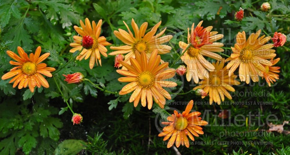 Dendranthema aka Chrysanthemum Bolero (Garden Mum) 2