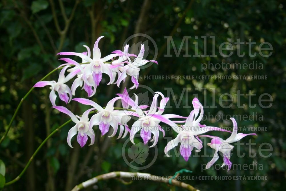 Dendrobium Caesar Giant (Orchid) 1  