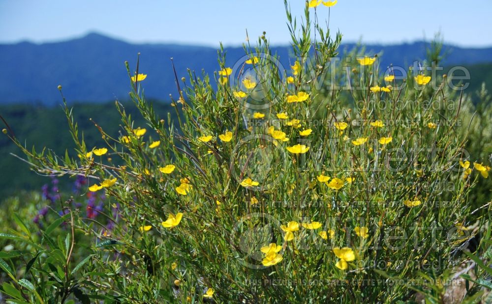 Dendromecon rigida (bush poppy) 3