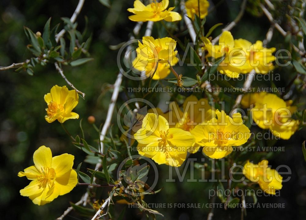 Dendromecon rigida (bush poppy) 1