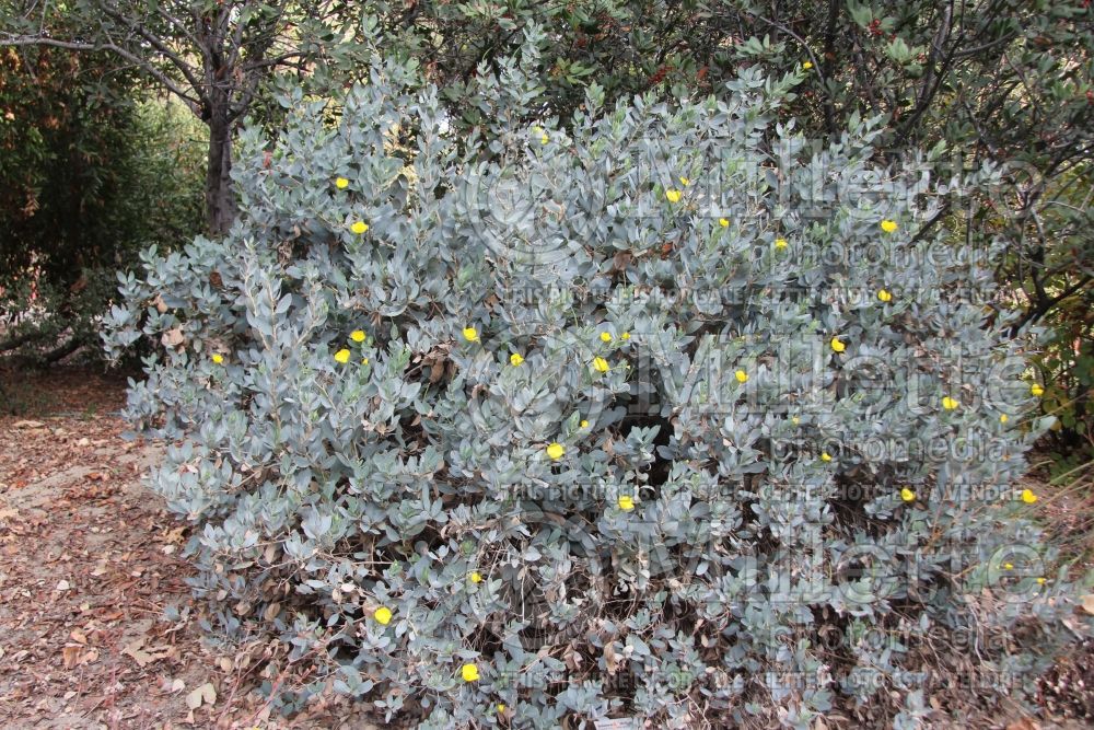 Dendromecon Gold Cup (bush poppy) 1