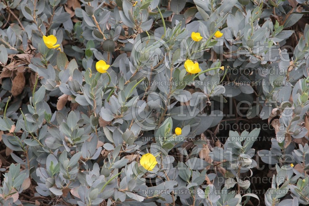 Dendromecon Gold Cup (bush poppy) 2