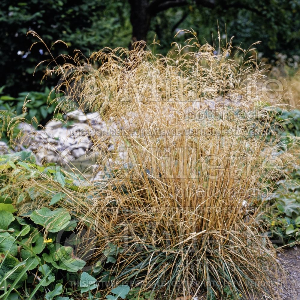 Deschampsia Bronzeschleier (Tufted Hair-grass or Tussock grass) 1  