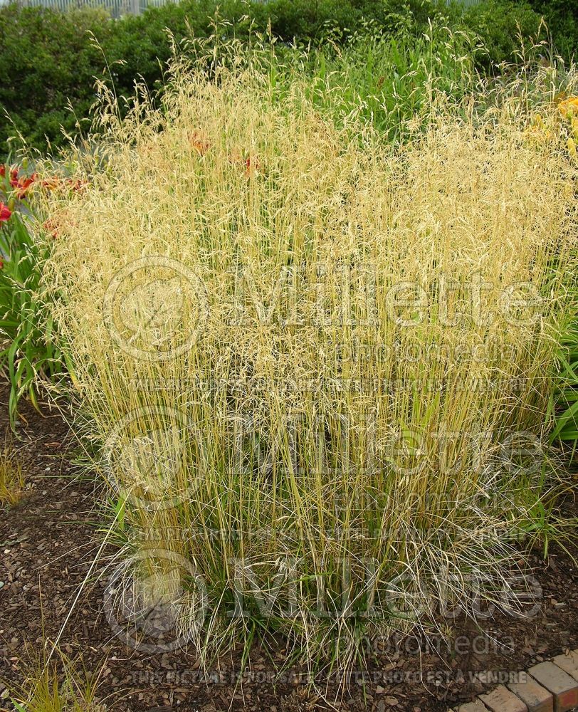 Deschampsia Goldgehaenge (Tufted Hair-grass or Tussock grass) 1  