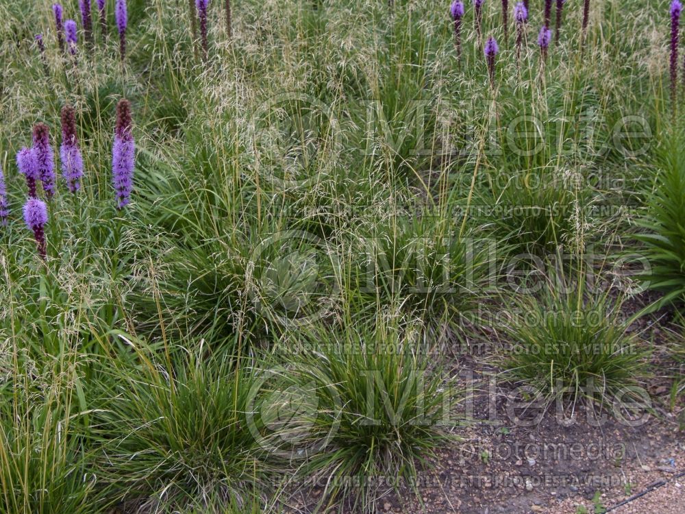 Deschampsia cespitosa (Tufted Hair-grass or Tussock grass) 8  