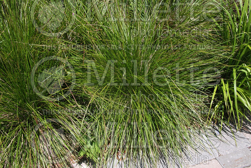 Deschampsia cespitosa (Tufted Hair-grass or Tussock grass) 1  