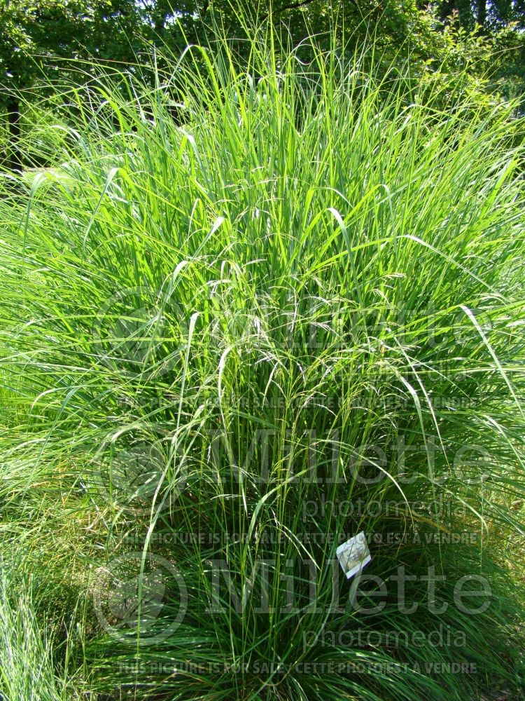 Deschampsia cespitosa (Tufted Hair-grass or Tussock grass) 2  