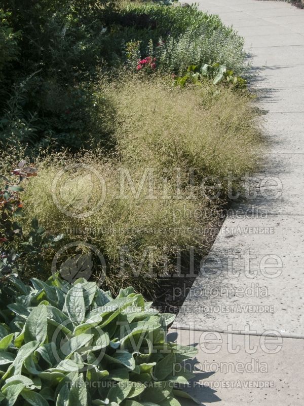 Deschampsia Goldtau (Tufted Hair-grass or Tussock grass) 3  