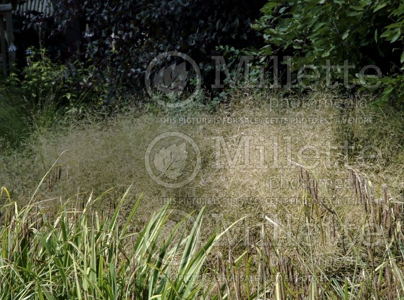 Deschampsia Goldtau (Tufted Hair-grass or Tussock grass) 6  