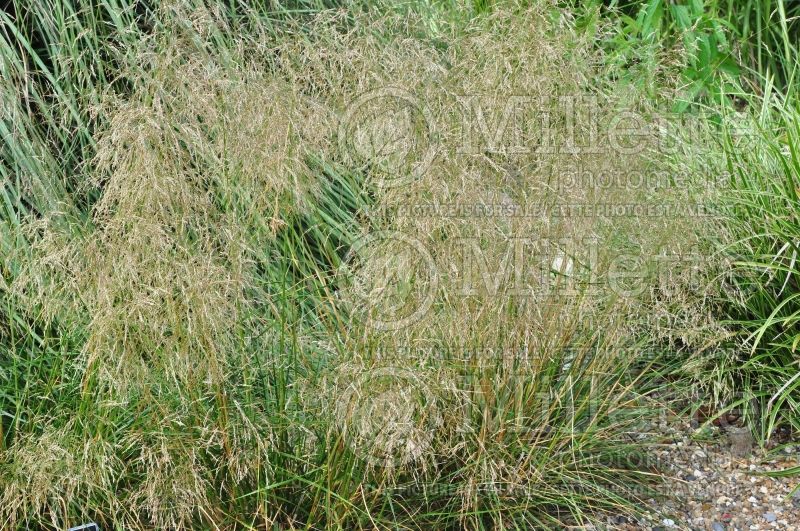 Deschampsia Goldtau (Tufted Hair-grass or Tussock grass) 7  