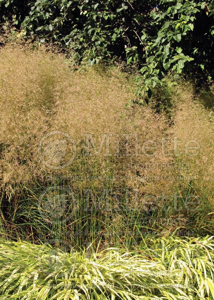 Deschampsia Goldtau (Tufted Hair-grass or Tussock grass) 1  