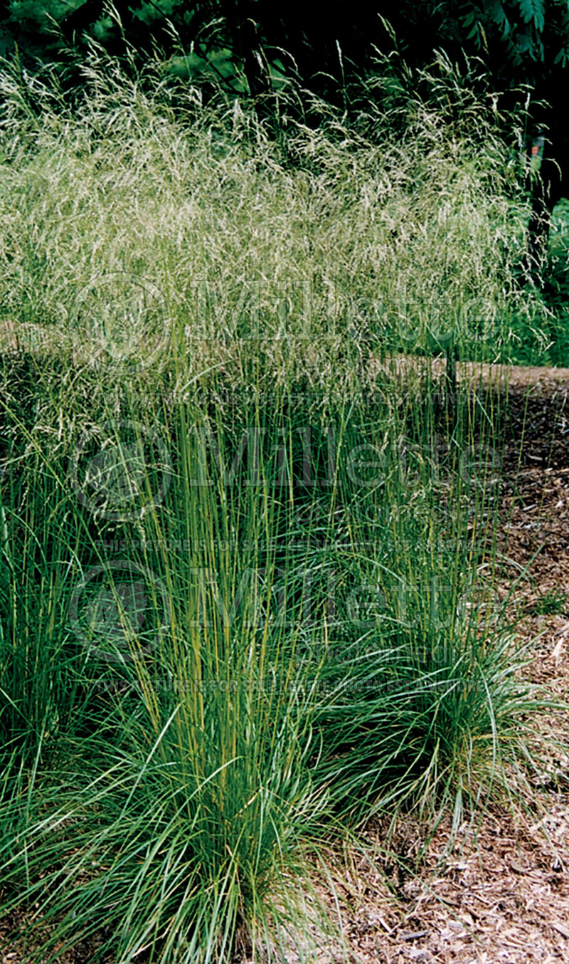 Deschampsia cespitosa (Tufted Hair-grass or Tussock grass) 4  