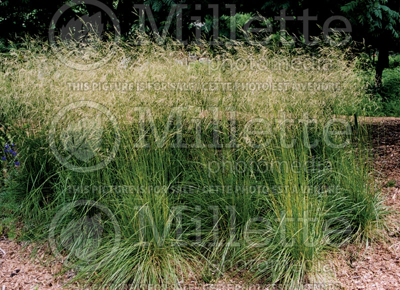 Deschampsia cespitosa (Tufted Hair-grass or Tussock grass) 3  