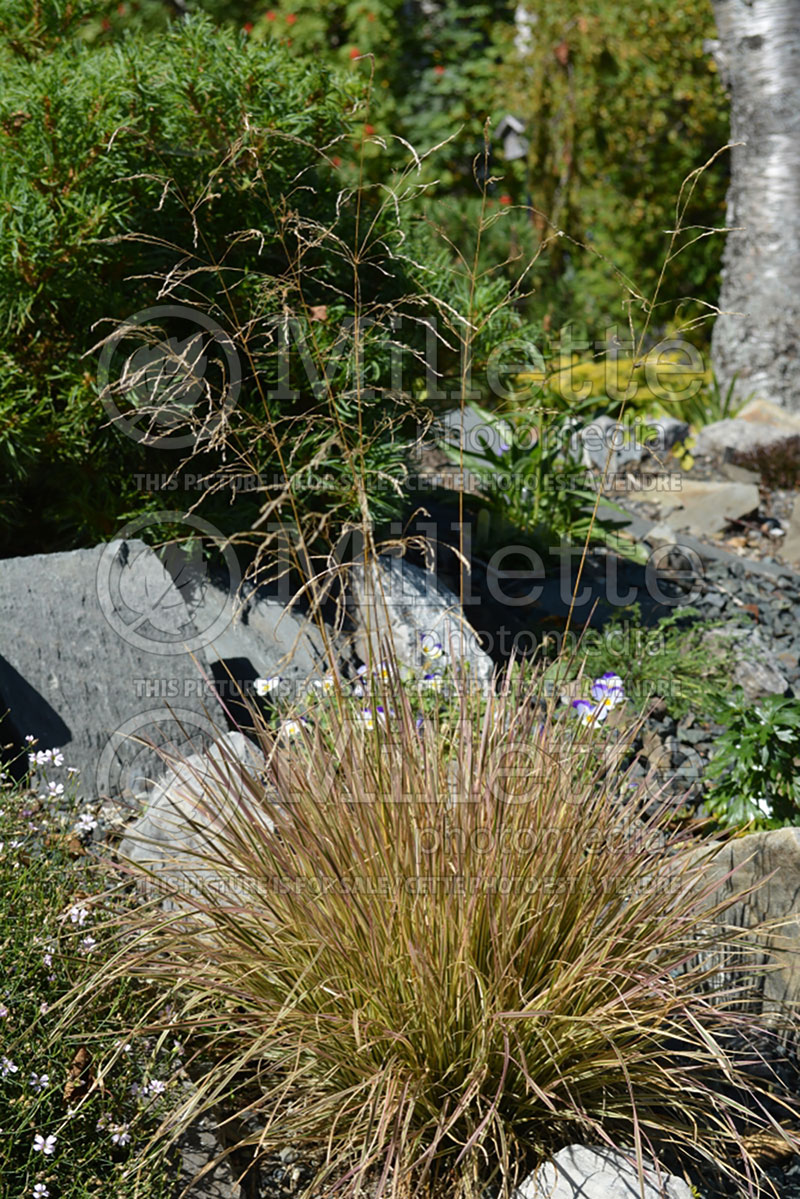 Deschampsia Northern Lights (Tufted Hair-grass or Tussock grass) 2  