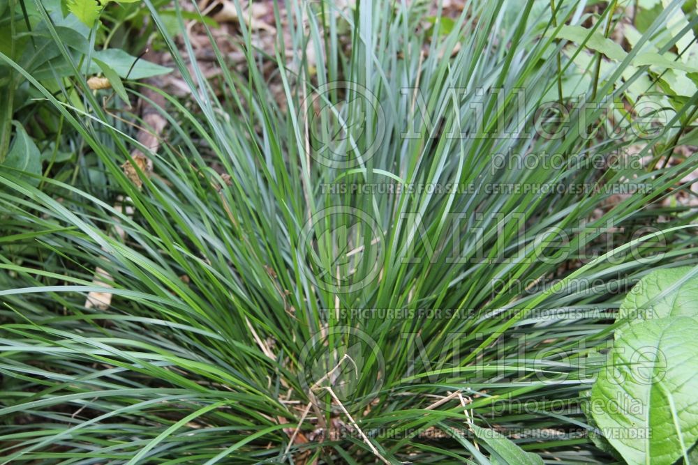Deschampsia cespitosa (Tufted Hair-grass or Tussock grass) 6  